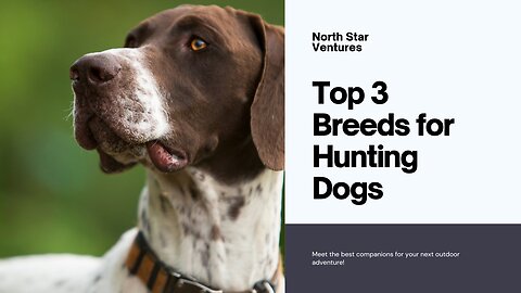 Top 3 Hunting Dogs 🐶 Masters of the Hunt