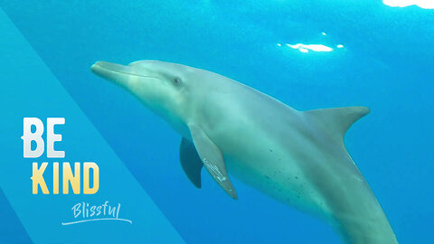 Dolphin Moments | Be Kind | Blissful
