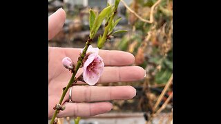 Las Vegas Peach 🍑 Tree Blooming in January! Zone 9A