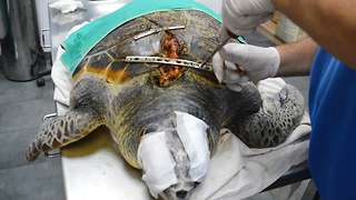 Sea Turtle Survives Boat Propeller To The Face: WILDEST ANIMAL RESCUES