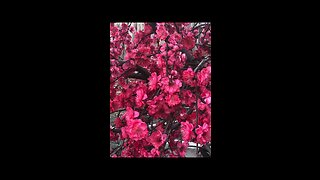 Beautiful Bright Red Cherry Flowers blooming in our garden