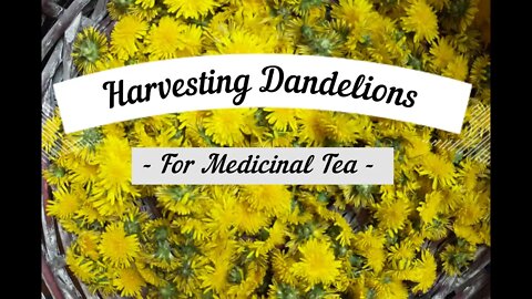 Dandelion Medicinal Tea and Grounding Barefoot!