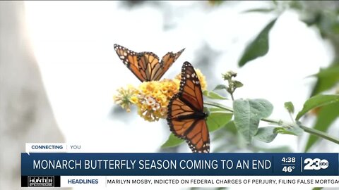 Monarch butterfly migration season coming to a close