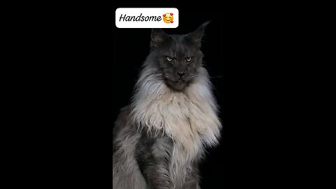 The most Handsome cat in the world 😻 Beautiful 😍