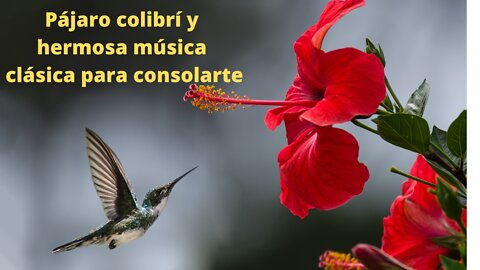 Pájaro colibrí y hermosa música clásica para consolarte.