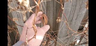 Fire from milkweed