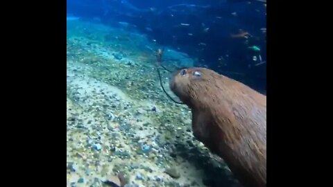 capybaras are so agile underwater