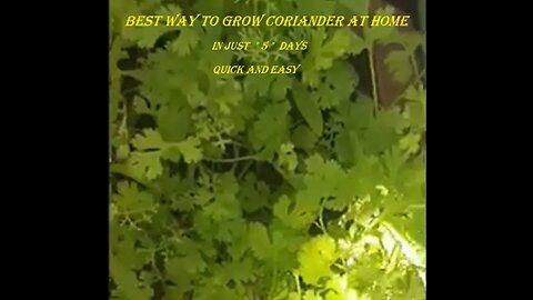 coriander growing at home | dhaniya lagane ka tarika | dhaniya ugane ka tarika