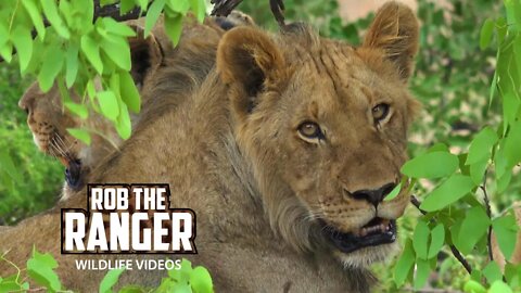 Lion Pride Next To the Road | Kruger National Park