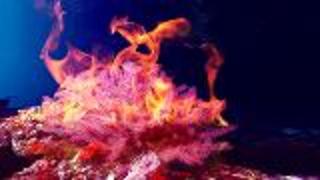 Fiery-Coral Under the Sea