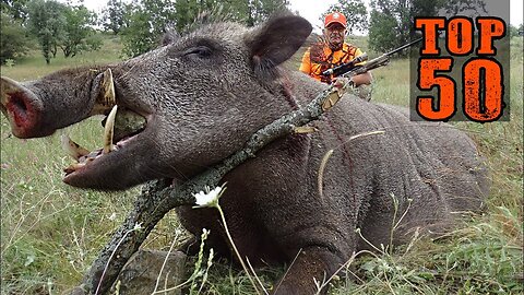 TOP 50 DEATH STRIKES!!! KEEP YOUR BREATH!!! Great boar hunt, unforgettable scenes,