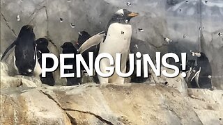 Gentoo & Macaroni Penguins