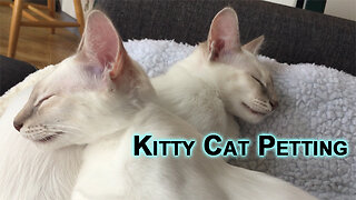 Kitty Cat Petting: Sal & Veeya, Kittens Getting Some Loving Cuddles [Sleepy Purring ASMR]
