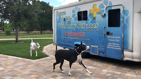 Happy Great Danes go to the Veterinarian