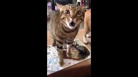 Funny CATS guaranteed to make you laugh. CatsDogyfun.Cute cat videos