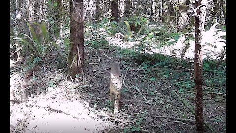 Bobcat and Screech Caught on Trail Cam