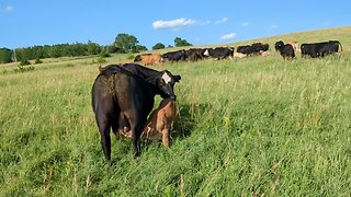 USDA picking winners and gifting a ridiculous $2.5 billion for "climate smart grazing"