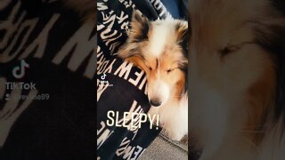 Emma the sheltie is sleepy