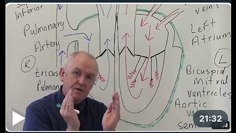 Cardiovascular System 1, Heart, Structure and Function