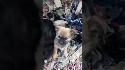 Rescuers found a group of puppies underneath the rubble of a destroyed building in Ukraine.