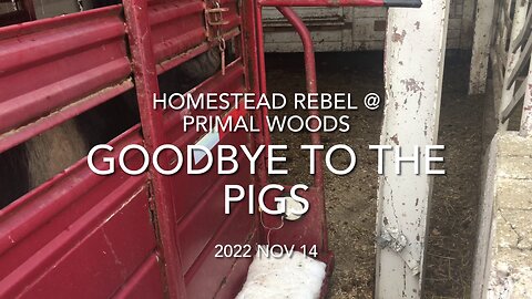 2022 Nov 14 Saying Goodbye to the Pigs