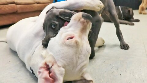 A Play-by-play of Puppy Play with 8 Week Old Weimaraner & 6 Month Dogo Argentino
