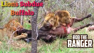 Lions Slowly Subdue A Buffalo Bull | Lion vs Buffalo | Intense African Safari Scene