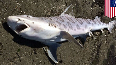 Thousands of Sharks, Other Sea Life Mysteriously Die in San Francisco Bay - TomoNews