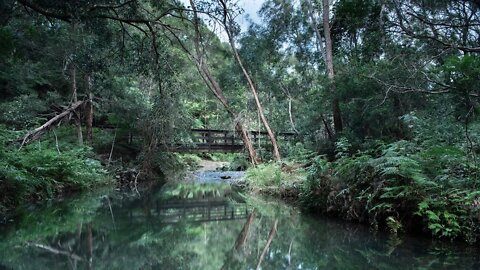 Queensland Mountain Drive - Springbrook Mountain | Gold Coast Hinterland