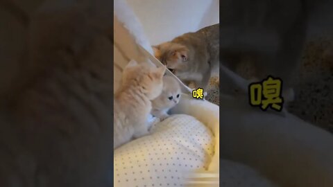 Cute cats doing cute things Funny cats video #28