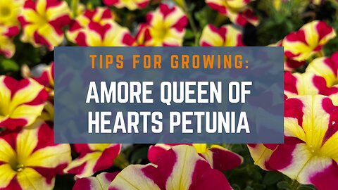 How to Grow Amore Queen of Hearts Petunia