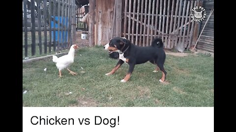 Chicken VS Dog Funny Video