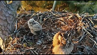 Mom Leaves To Keep Watch Over The Nest 🦉 3/26/22 07:29