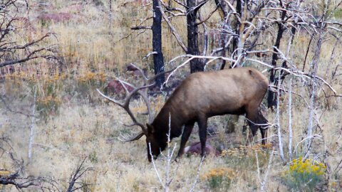 Cody's Nevada Elk Hunt Part 3