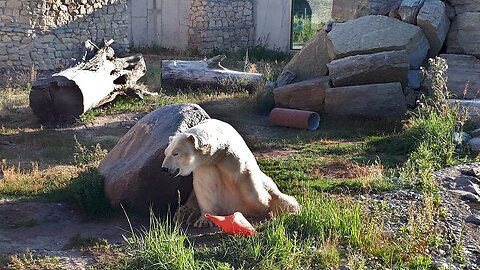 Unbelievably funny and relaxed polar bear Rasputin in Tallinn Zoo