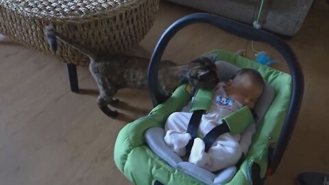 Cats with Babies. First Time meeting.