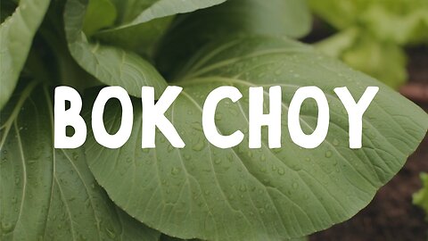 How to Grow ~ Bok Choy