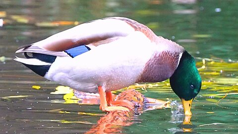 Mallard Duck Male Drake Takes Over the Grooming Branch