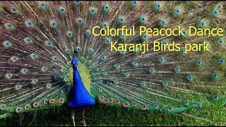 Colourful Peacock Dance | Karanji Birds Park #youtube