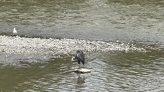 Great Blue Heron 1