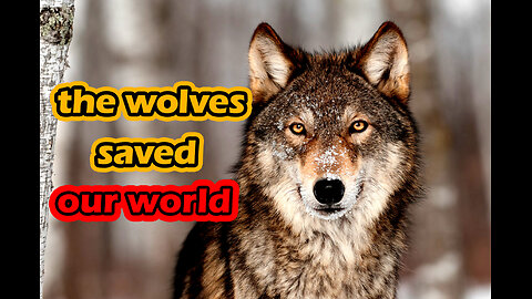 Wolves Saved Yellowstone and Changed Rivers