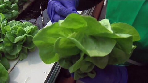 Naples Fresh using hydroponics to grow business