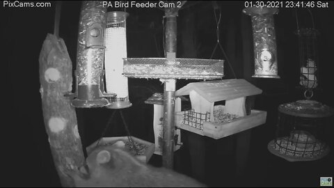 Raccoon late night raid on log feeder PA bird feeder Cam 2- 2021 01 31 1139pm