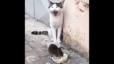 Is the mouse afraid of the cat or is the cat afraid of the mouse?😆
