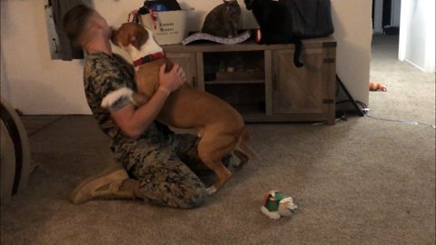 U.S. Marine returns home from deployment to surprise his dog