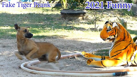 Fake Tiger Prank to DOg