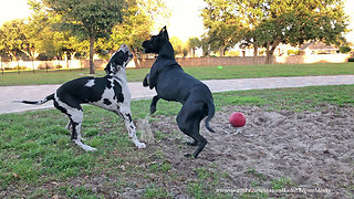 Playful Great Dane and Puppy Love to Wrestle in the Dirt