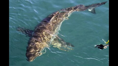 Hot Air Balloon Pilot Shredded By Sharks