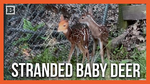 Poor Babies! Fawns Get Separated from Mother After Deer Hops Fence