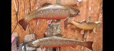 How to Paint a Brook Trout